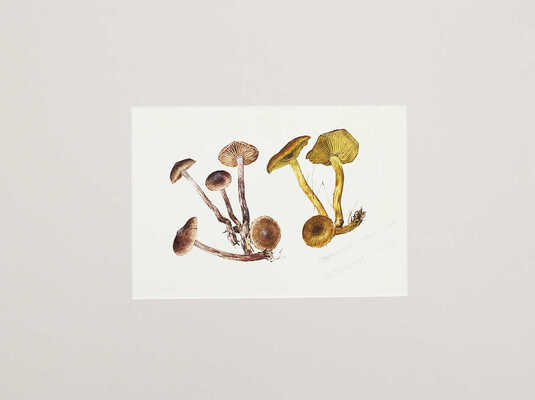 Шипиленко Александр Кузьмич. Лот из трех листов с рисунками грибов: гигрофор поздний, паутинник рыже-оливковый, рядовка зеленая  